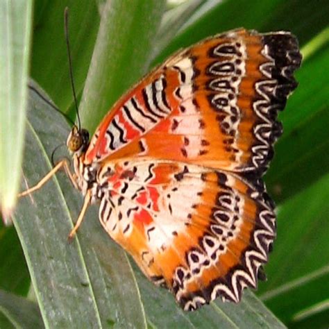 Red Lacewing Butterfly