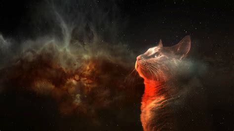 Space Cat IPhone Wallpaper (79+ images)