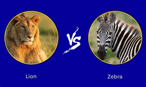 Lion vs Zebra: ใครจะชนะในการต่อสู้? | Newagepitbulls