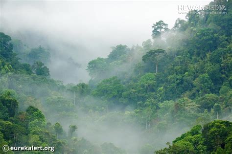 Flora Dan Fauna Di Hutan Hujan Tropis - Ahmad Marogi