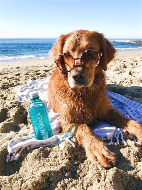 DOG BEACH ESSENTIALS- Everything You Need To Bring To The Beach With ...