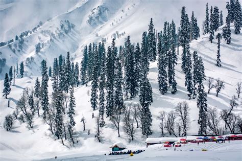 coniferous tree, white color, skiing, gulmarg, outdoors, kashmir, pine ...