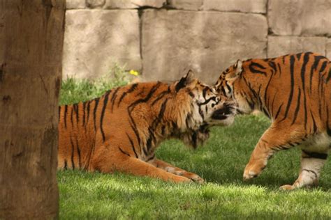 Fuengirola Zoo | Day trip to the zoo in Fuengirola, Malaga, … | Steve ...