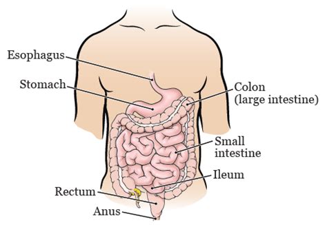 About Your Colon Resection Surgery | Memorial Sloan Kettering Cancer Center