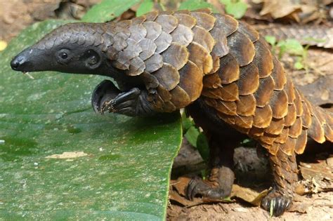 Study finds 'scientific surprise' in pangolin research