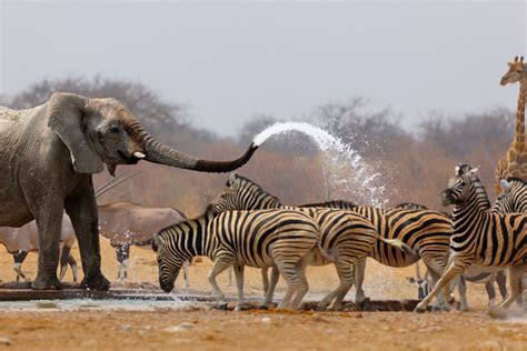 ETOSHA NATIONAL PARK - African Travels - Namibia