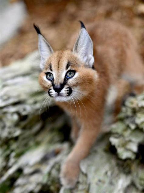 Is it Legal to have a Caracal Cat as a Pet? - Catman