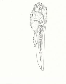 Anatomy of Juvenile Bowfin (amia calva) by ScienceBox | TpT