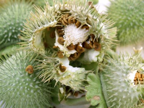 moonflower seed pods | Flickr - Photo Sharing!