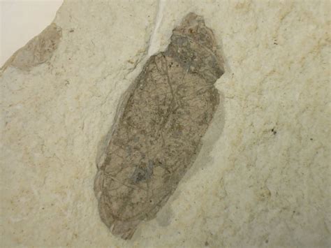 Fossil Insect, Liaoning (China) #12