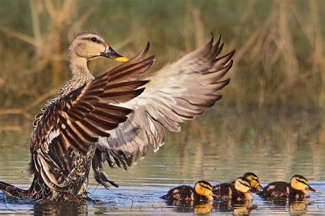 Keoladeo National Park Safari – Nature Trail, Tour & Photography