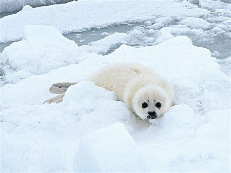 HD wallpaper: 36, lion, lions, sea, seal, Seals, snow, animal themes ...