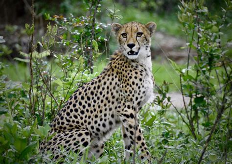 Malawi Wildlife Research | Programmes | The Mighty Roar