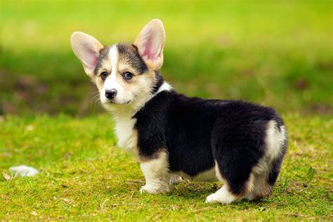 Baby Corgi Wallpapers - Top Free Baby Corgi Backgrounds - WallpaperAccess