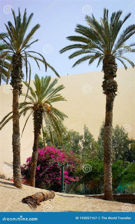 Oasis in Atacama desert stock image. Image of alone - 193057167