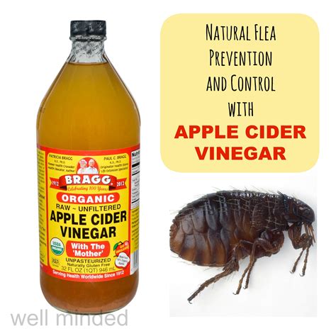 using apple cider vinegar for natural flea prevention and control ...