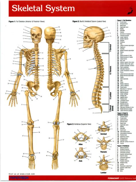 Anatomy Skeletal System