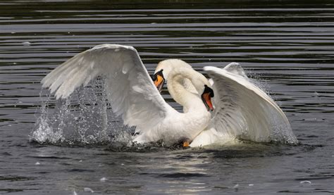 Mute Swan Attack Photo Sequence at Paxton Pits