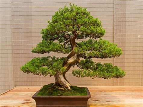 10 Best Bonsai Plants for Your Home According to Bonsai Specialists ...