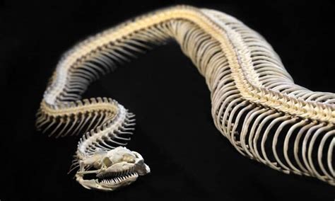 Snake Skeletons: Here's What Makes Them So Unique - A-Z Animals