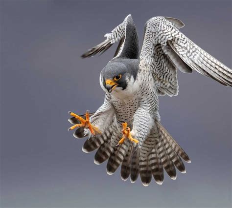 Discover Scotland's Iconic Peregrine Falcons: Biology, Habitat, and ...