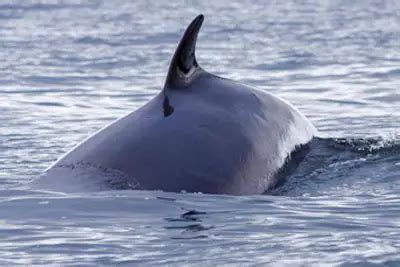 Minke Whale Facts | Minke Whale Habitat