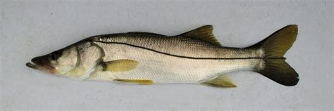 Snook Family Photographs, and Information – Centropomidae | Mexican ...