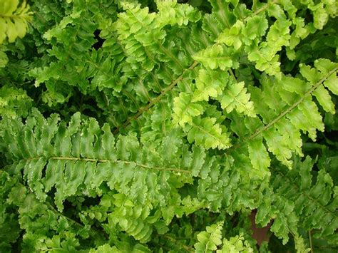 Nephrolepis exaltata (Bostonfern, Boston Fern, Dwarf Feather Palm ...