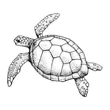 Turtle Outline Clipart