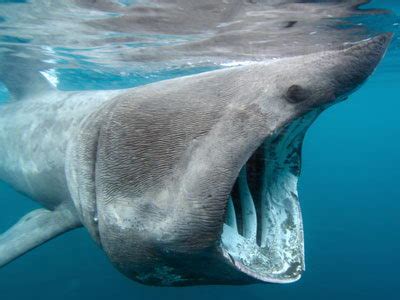 Basking Shark Facts | Basking Shark Habitat & Diet