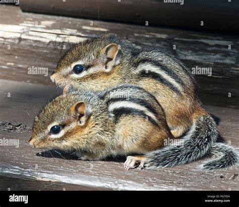 Baby chipmunk hi-res stock photography and images - Alamy