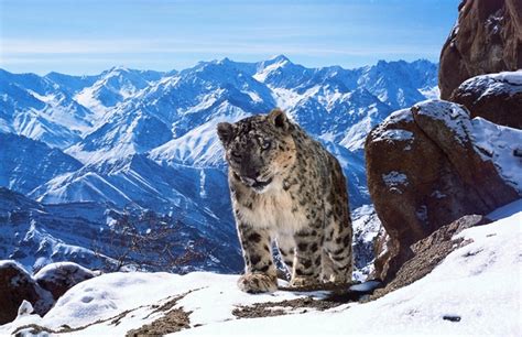 Snow Leopard in the Himalayas - Photorator