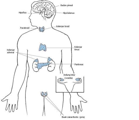 PERUBATAN HOMEOPATHY BERKAT: Sistem Endokrin