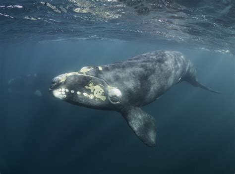 Southern right whales take shelter in noisy surf and whisper to avoid ...