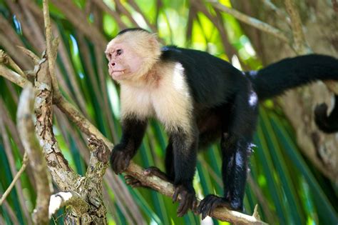 White-throated capuchin | monkey | Britannica