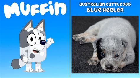 130 Bluey Characters Every Dog Breed Inspiration For Bluey Season 1 2 ...