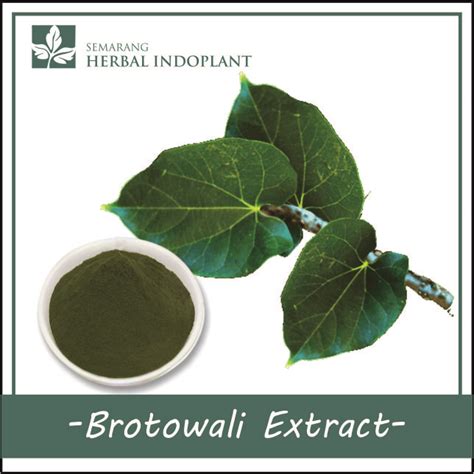 Brotowali Extract Powder | Inaexport