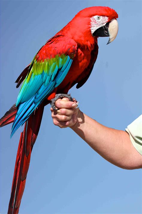 Macaw | Green Wing Macaw 2007.jpg | Parrots and Macaws | Pinterest ...