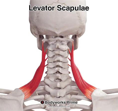 Levator Scapulae Muscle Anatomy - Bodyworks Prime