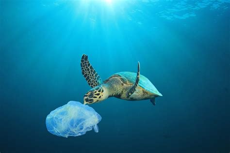 Leatherback Turtle Eating Plastic Bags