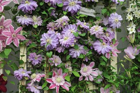 Are Clematis Lilies Safe For Dogs