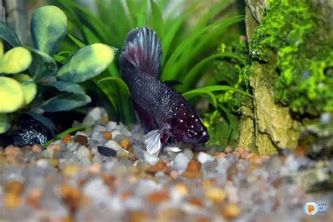 Betta Fish Ich: Causes, Symptoms, and Treatment