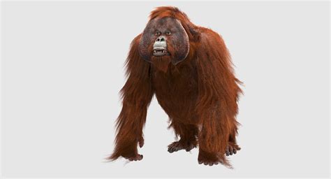 Orangutan 3d Model