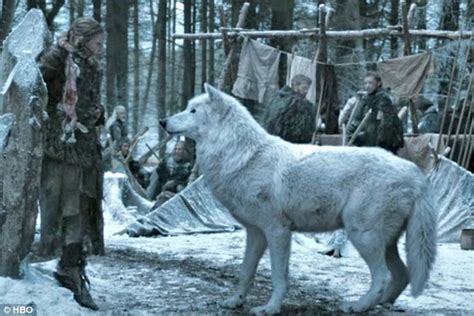 Game Of Thrones spoiler alert! Jon Snow's direwolf Ghost, missing since ...