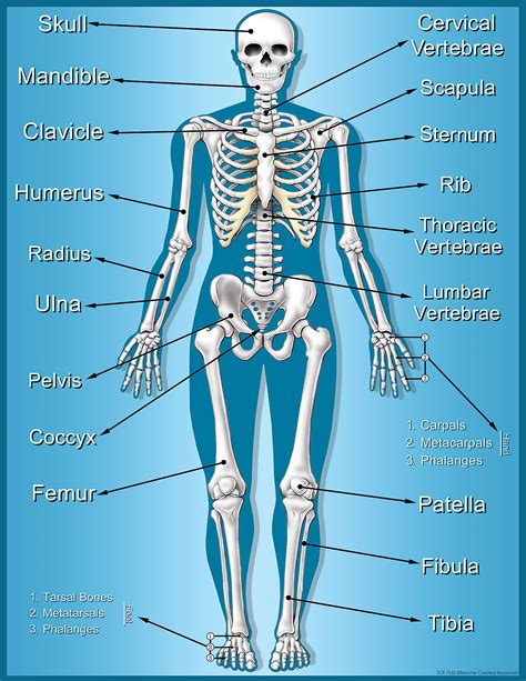 Anatomy Skeletal System