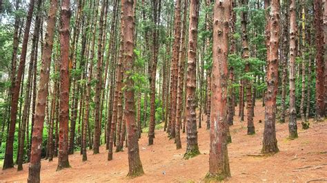 Pine Forest | Places to Visit | Tamil Nadu Tourism