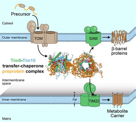 Structural basis of membrane protein chaperoning through the ...