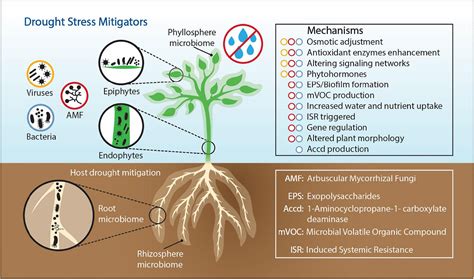 Frontiers | The Role of Plant-Associated Bacteria, Fungi, and Viruses ...