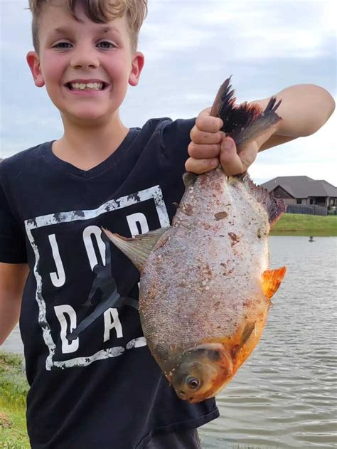 Pacu: Boy catches fish with 'human-like teeth' in an Oklahoma pond : NPR