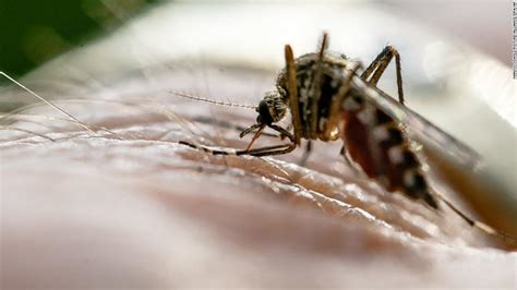 Malaria on the rise in more than 13 countries, experts warn - CNN